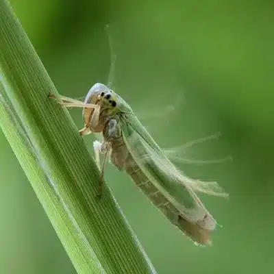 Pests Pests