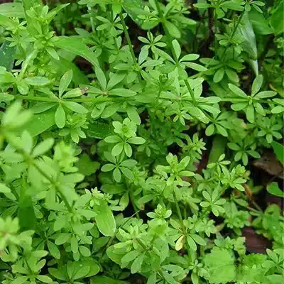 Weeds Weeds